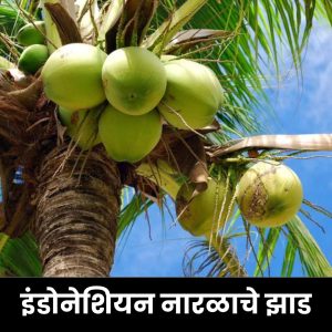 इंडोनेशियन नारळाचे झाड