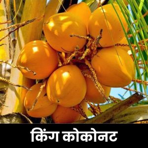 किंग कोकोनट (श्रीलंकेचा राजा)
