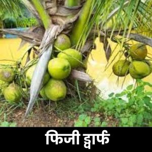 फिजी ड्वार्फ