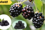 ब्लॅकबेरी फळाची माहिती: Blackberry Information in Marathi