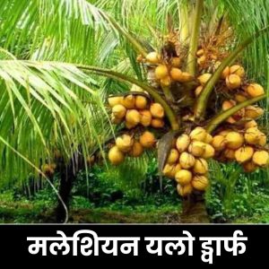 मलेशियन यलो ड्वार्फ