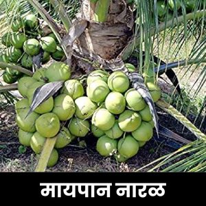 मायपान नारळ