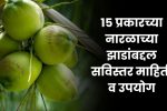 15 Types of Coconut Trees: १५ प्रकारच्या नारळाच्या झाडांबद्दल सविस्तर माहिती व उपयोग