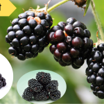 ब्लॅकबेरी फळाची माहिती: Blackberry Information in Marathi