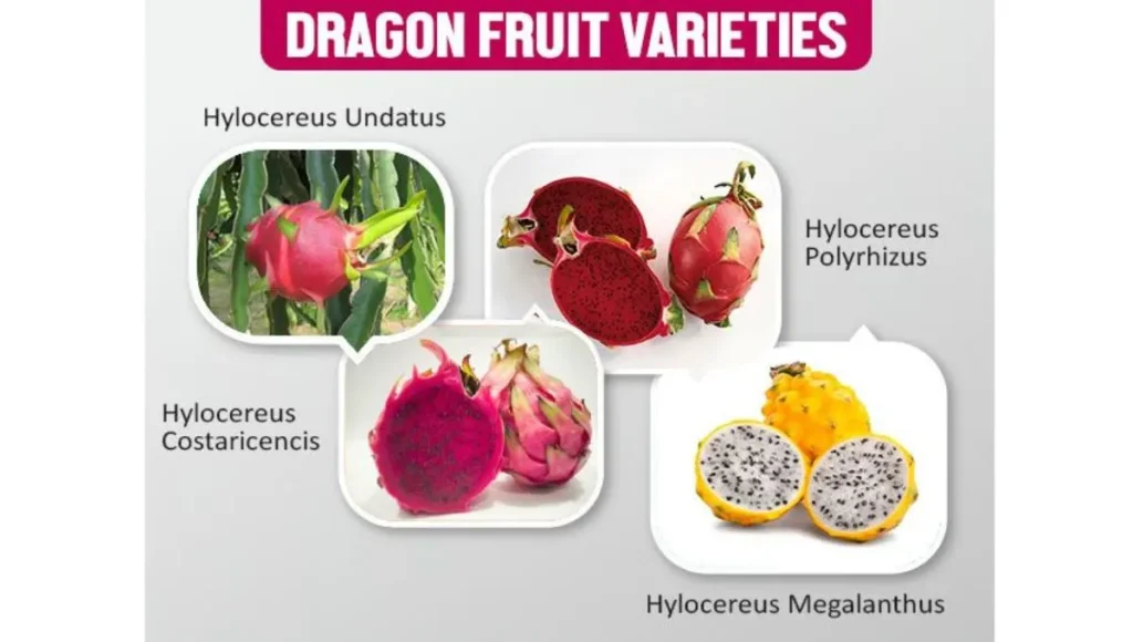 Dragon Fruit Varieties.