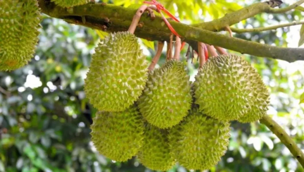 Durian Fruit Tree