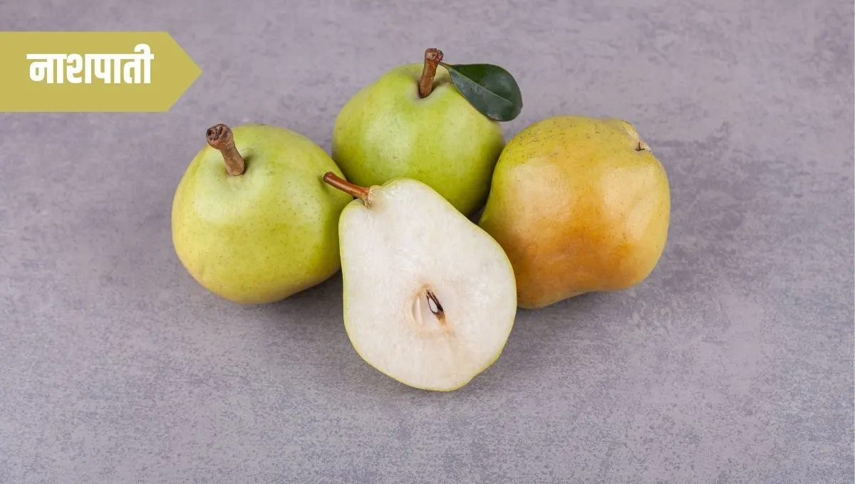 Health Benefits of Pear in Marathi: नाशपाती खाण्याचे आरोग्यदायी फायदे आणि पोषणमूल्य