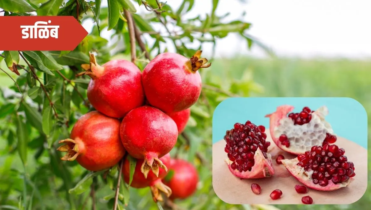 Health Benefits of Pomegranate in Marathi: डाळिंबाचे फायदे रोजच्या आहारात डाळिंबाचा समावेश का करावा?