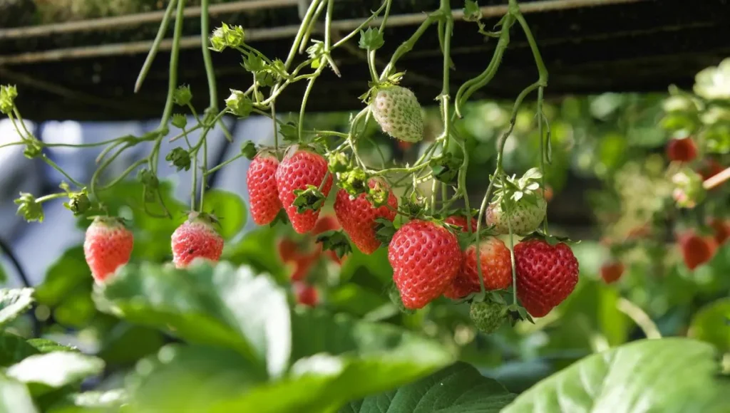  Strawberry Plant.