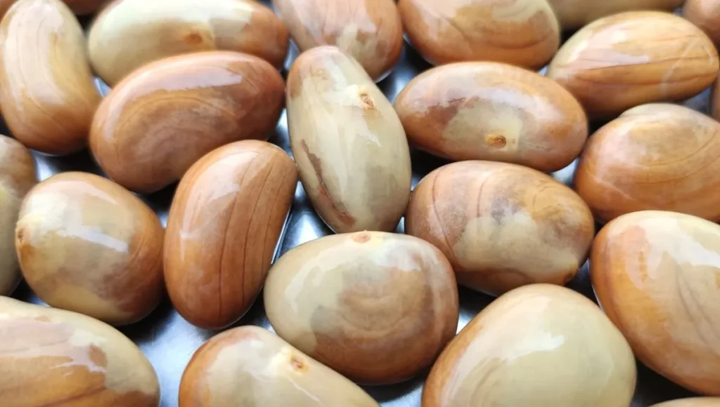 Jackfruit Seeds.