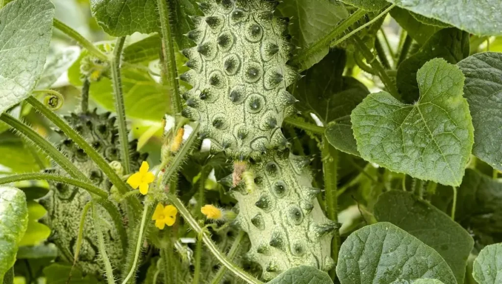 Kiwano Fruit Plant.