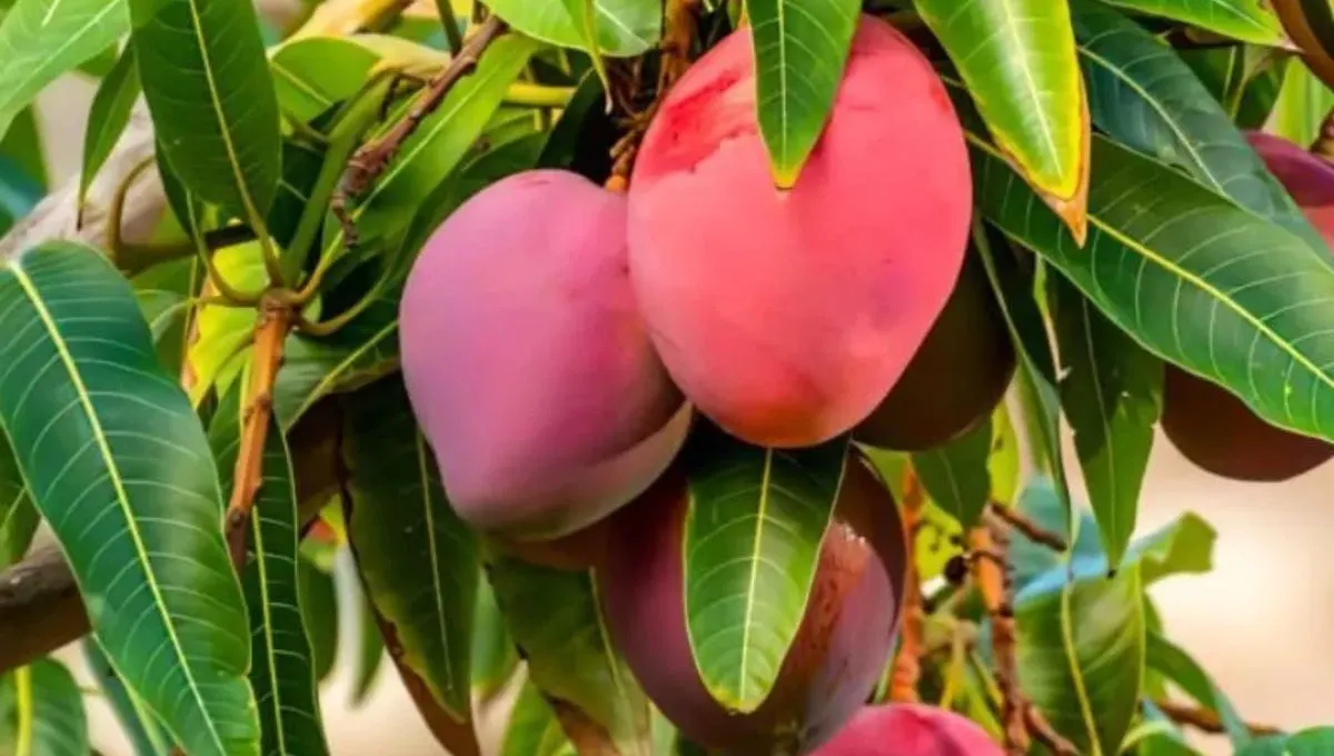 Miyazaki mango information in marathi: मियाझाकी आंबा: जपानचा राजा फळ आता भारतातही! संपूर्ण माहिती, फायदे आणि किंमत