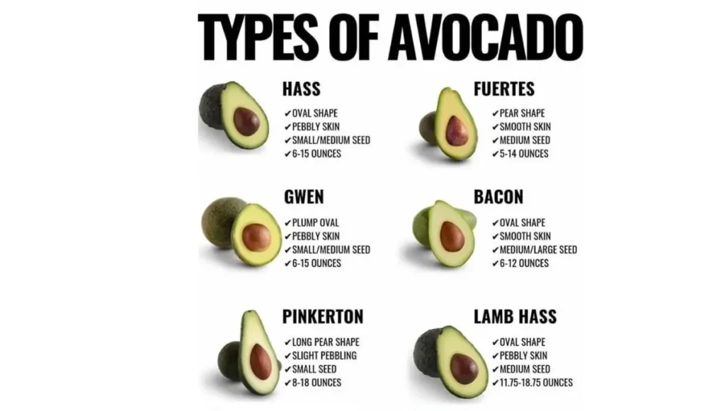 Types Of Avocado.