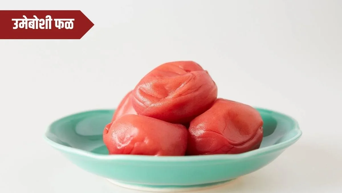 Umeboshi Health Benefits in Marathi: उमेबोशी फळाचे आरोग्य फायदे आणि उपयोग जाणून घ्या
