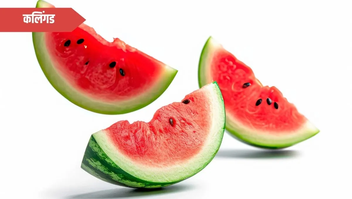 Watermelon Information in Marathi: कलिंगड एक गोड आणि पौष्टिक फळ
