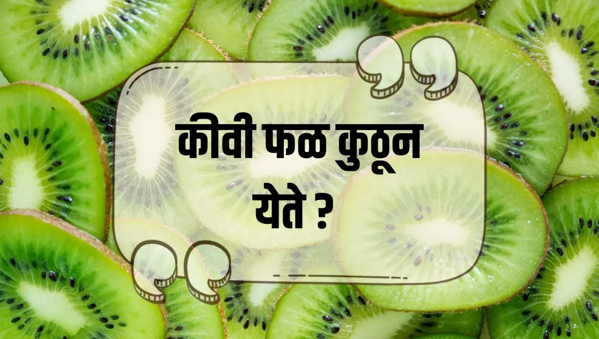 Where Does Kiwi Fruit Come From: कीवी फळ कुठून येते? चीनपासून न्यूझीलंडपर्यंतचा रोचक इतिहास आणि आरोग्य फायदे जाणून घ्या!